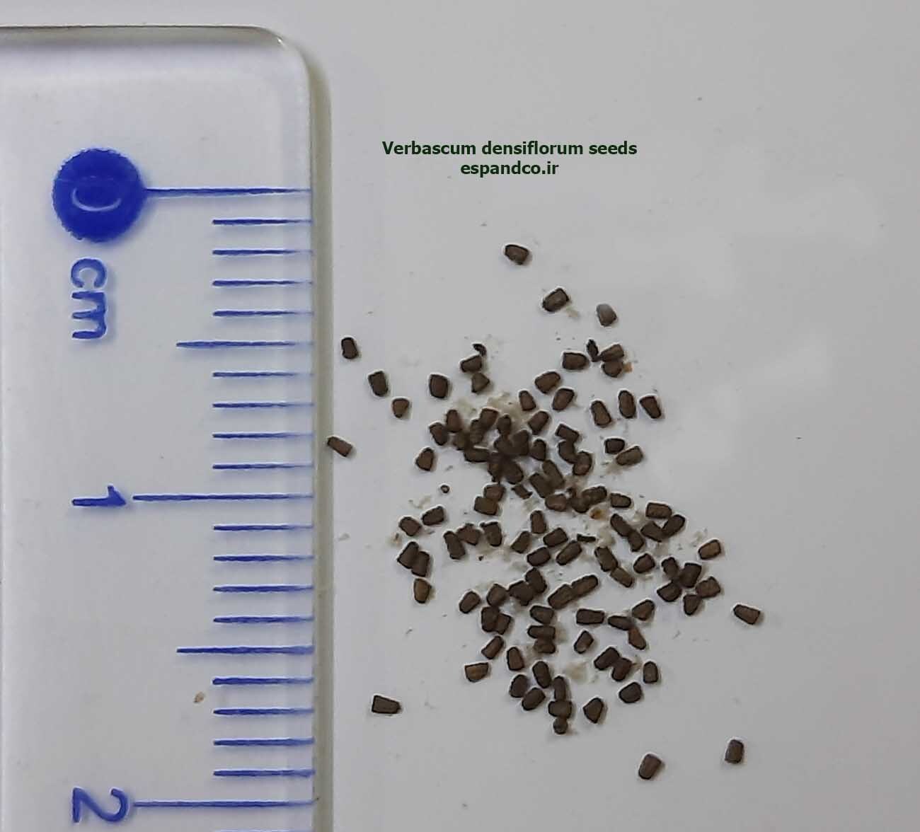 Verbascum densiflorum seeds